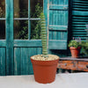 Unicorn cactus - Eulychnia castanea &