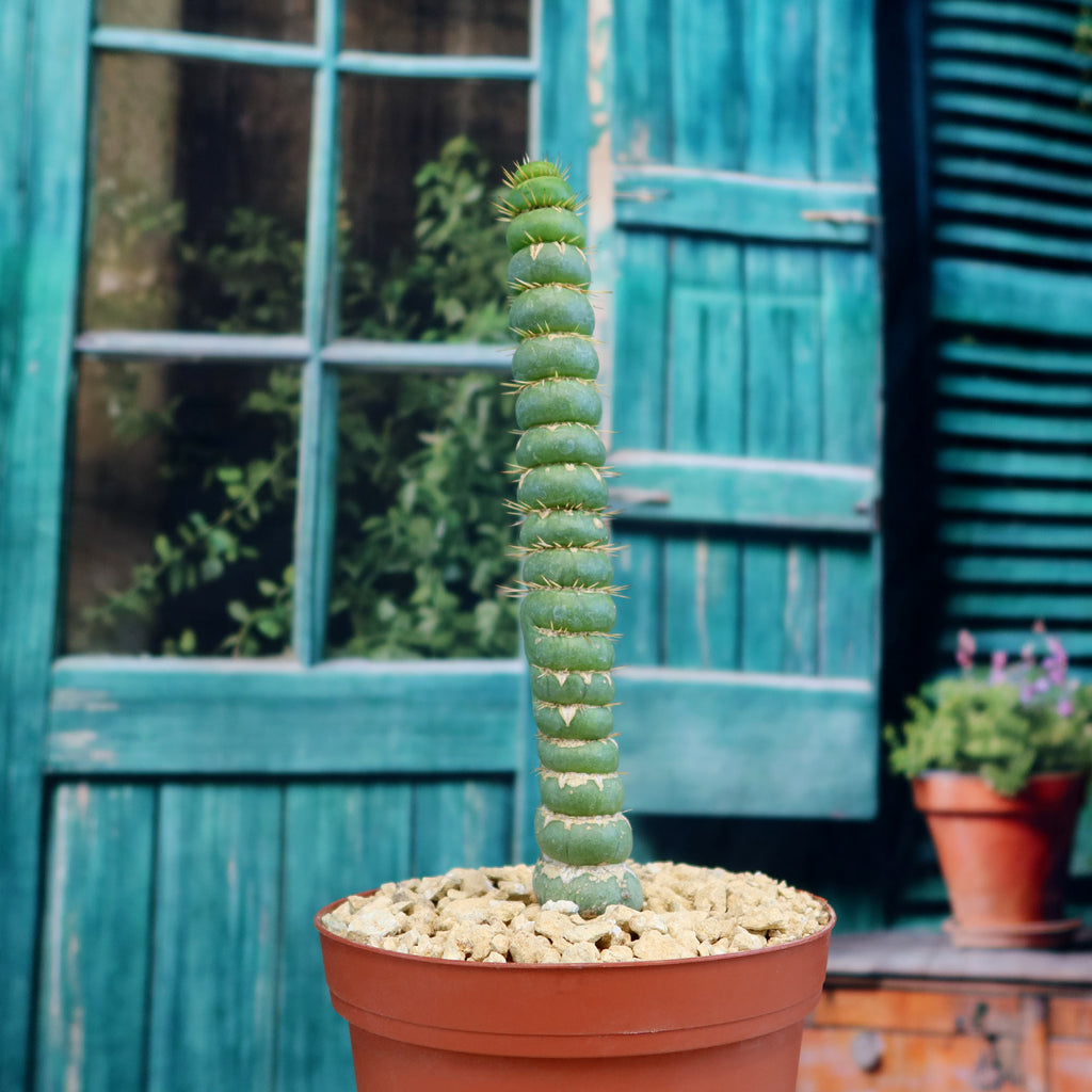 Unicorn cactus - Eulychnia castanea 'spiralis'