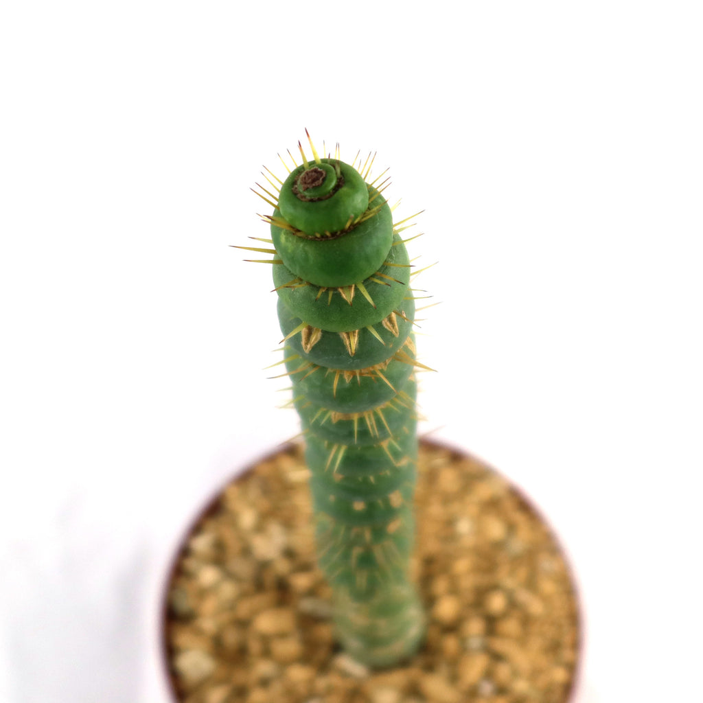 Unicorn cactus - Eulychnia castanea 'spiralis'
