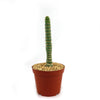 Unicorn cactus - Eulychnia castanea &