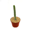 Unicorn cactus - Eulychnia castanea &
