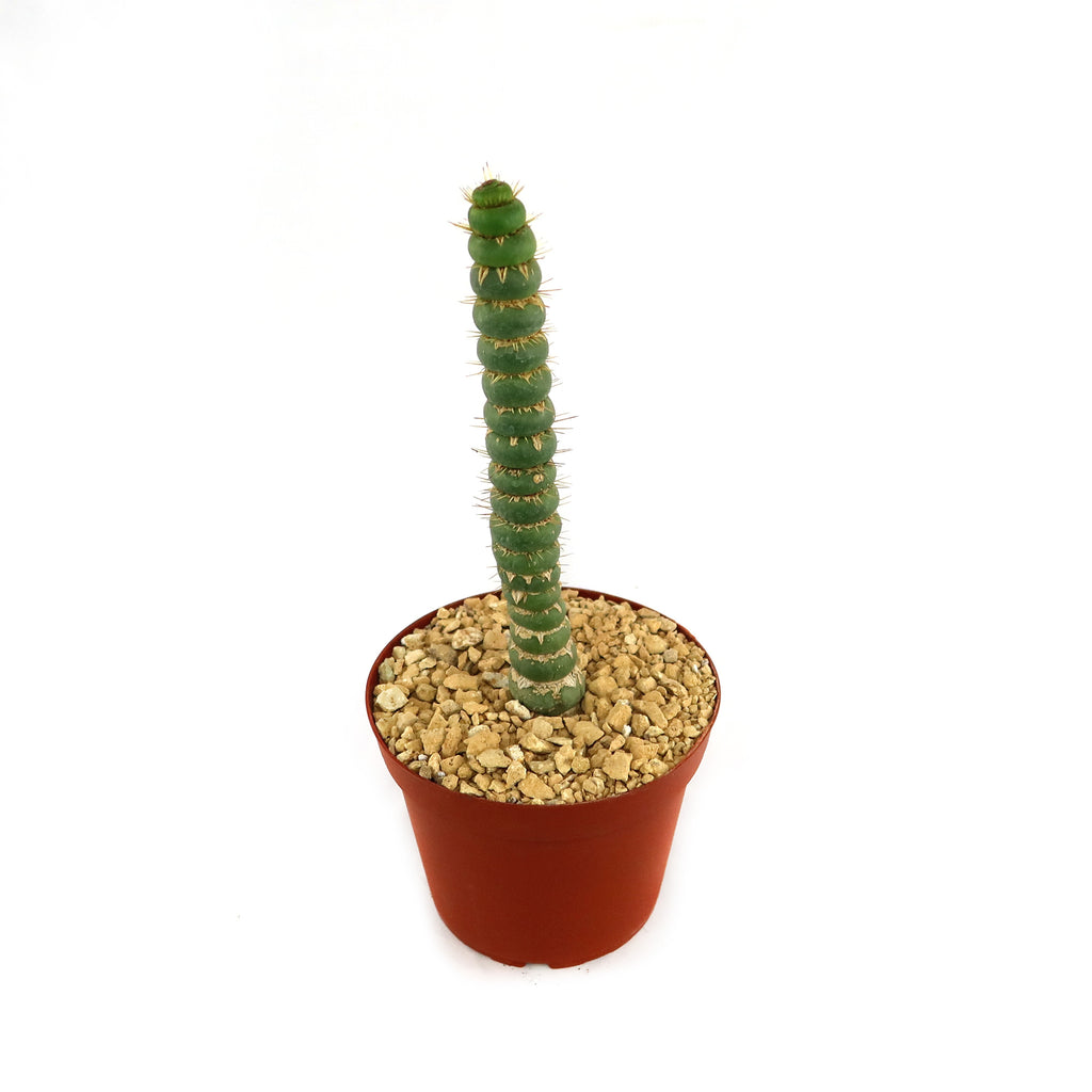 Unicorn cactus - Eulychnia castanea 'spiralis'