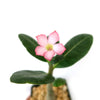 Front view of Adenium Obesum Shada showcasing pink flower, green leaves, and swollen trunk against a white background