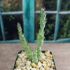 Brittle Prickly Pear - Opuntia fragilis