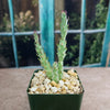 Brittle Prickly Pear - Opuntia fragilis