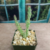 Brittle Prickly Pear - Opuntia fragilis
