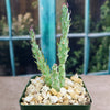 Brittle Prickly Pear - Opuntia fragilis