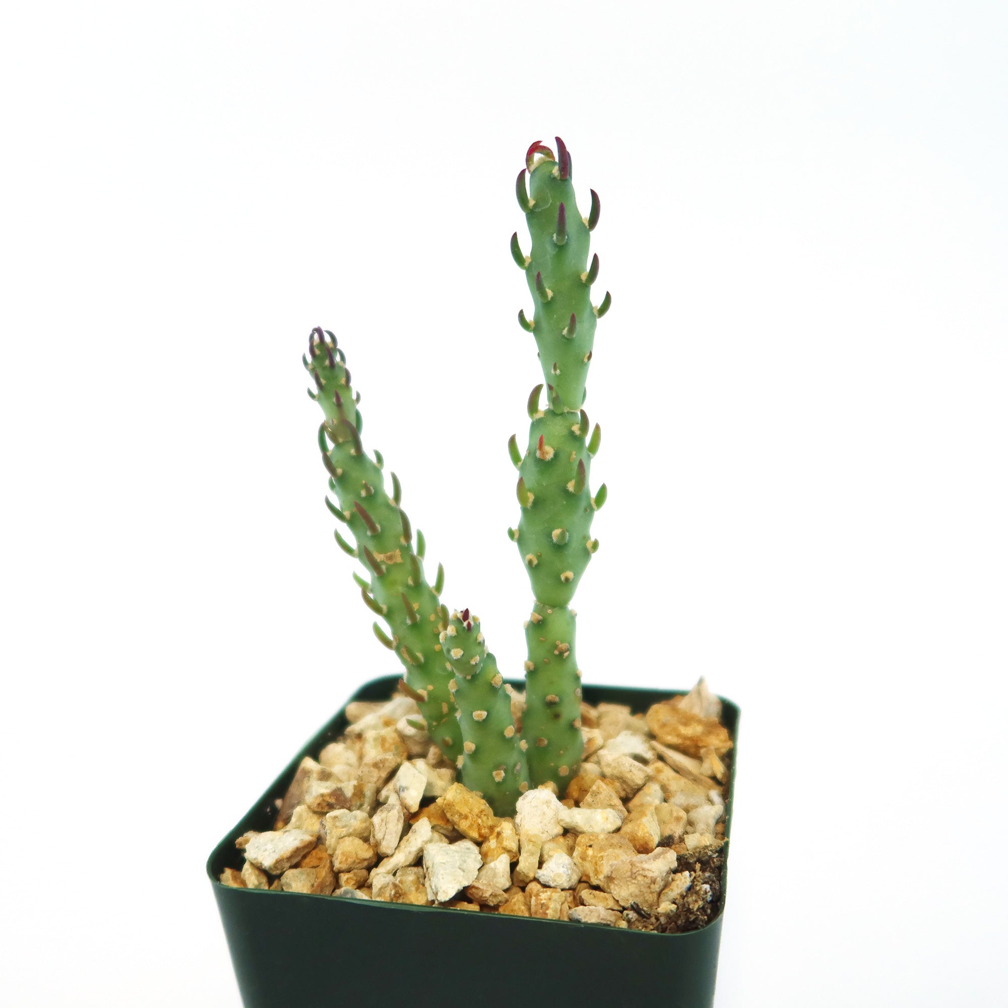 Brittle Prickly Pear - Opuntia fragilis