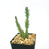 Brittle Prickly Pear - Opuntia fragilis