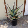 Cape Aloe - Aloe ferox