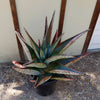 Cape Aloe - Aloe ferox