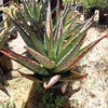 Cape Aloe - Aloe ferox