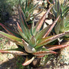 Cape Aloe - Aloe ferox