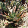 Cape Aloe - Aloe ferox