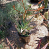 Cape Aloe - Aloe ferox