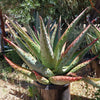 Cape Aloe - Aloe ferox
