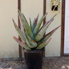 Cape Aloe - Aloe ferox