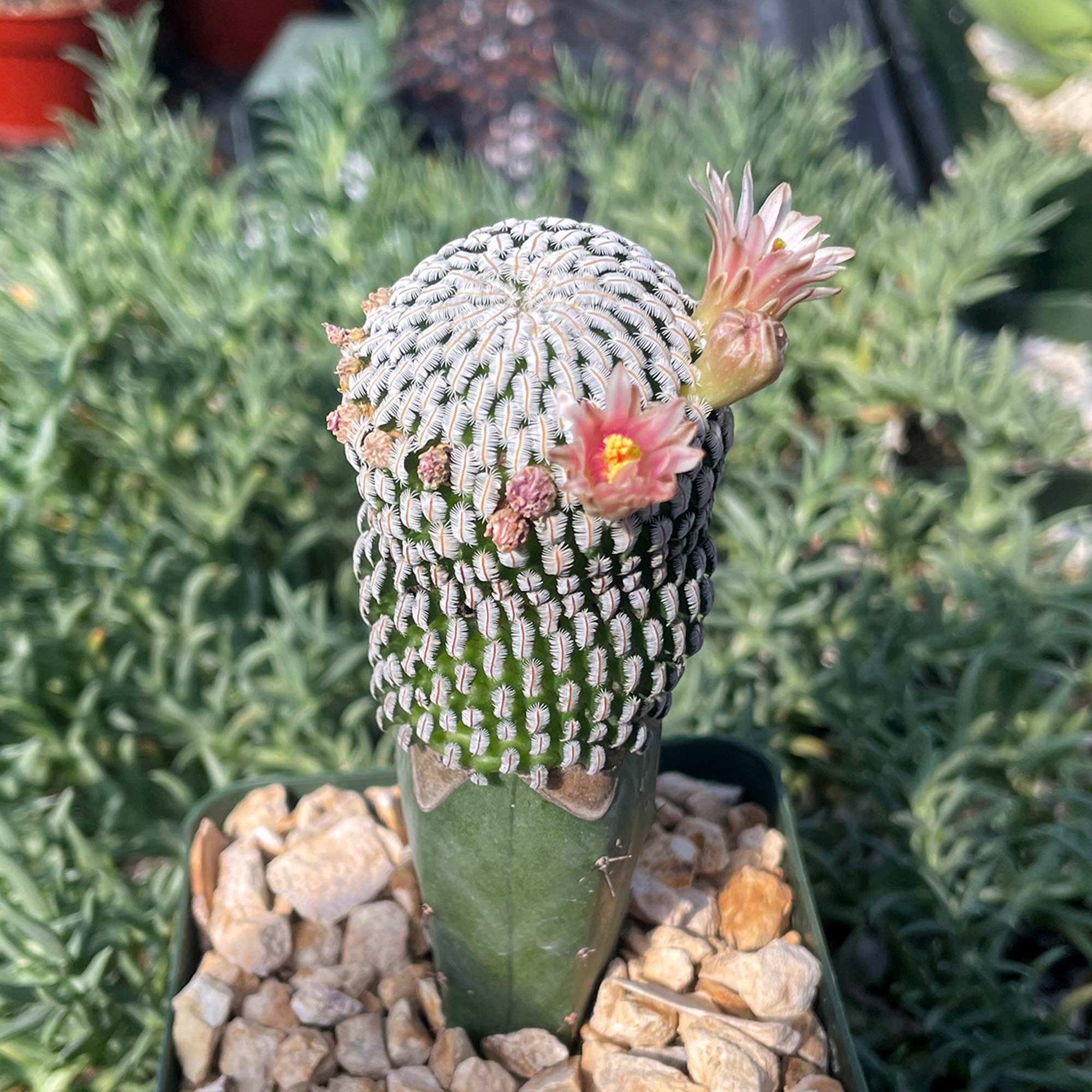 Grafted Mammillaria pectinifera