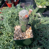 Grafted Mammillaria pectinifera