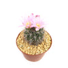 Gymnocalycium achirasense v. orientale