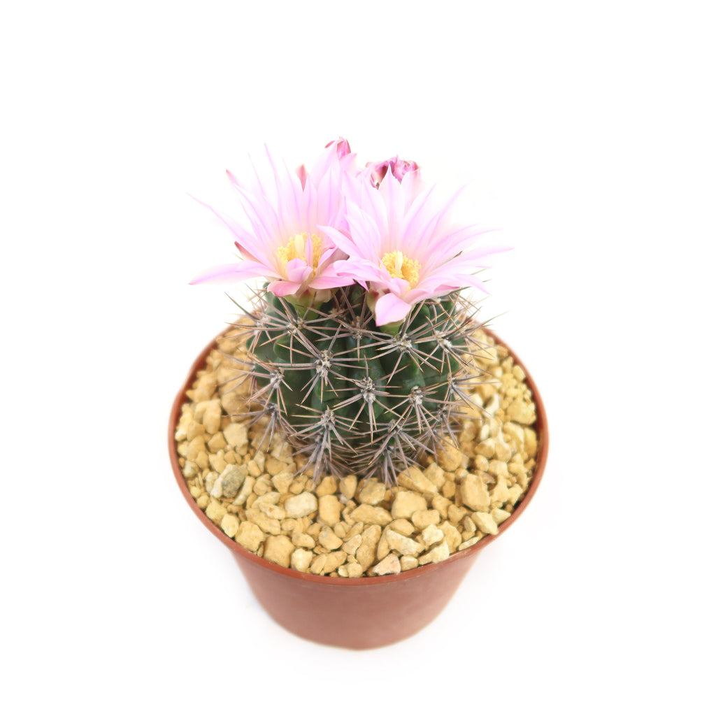 Gymnocalycium achirasense v. orientale