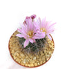 Gymnocalycium achirasense v. orientale