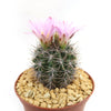 Gymnocalycium achirasense v. orientale
