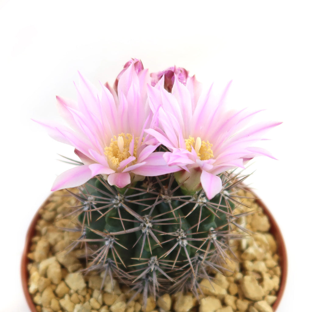 Gymnocalycium achirasense v. orientale
