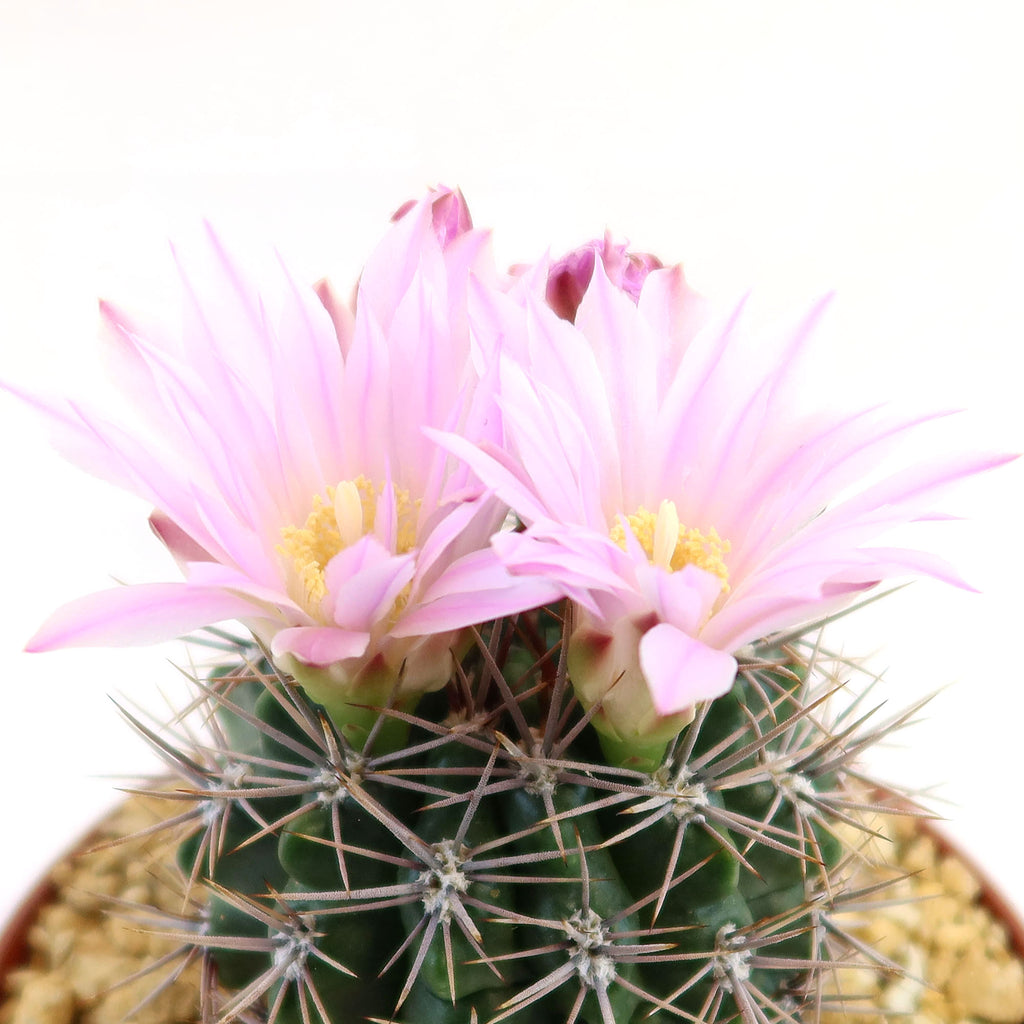 Gymnocalycium achirasense v. orientale