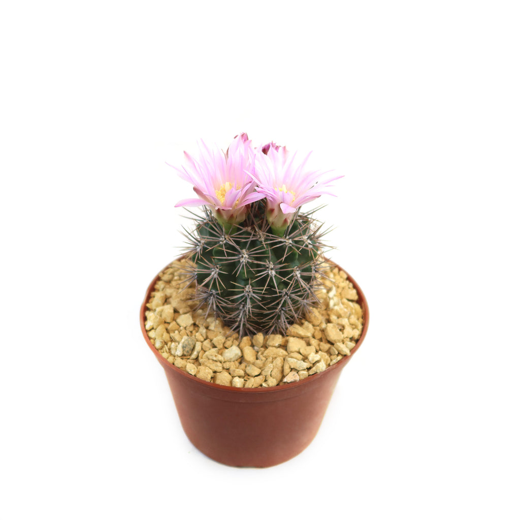 Gymnocalycium achirasense v. orientale