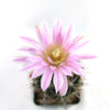 Gymnocalycium horridispinum