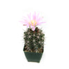Gymnocalycium horridispinum