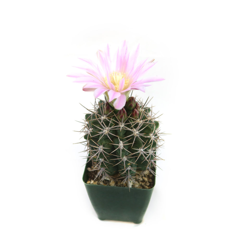 Gymnocalycium horridispinum