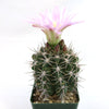 Gymnocalycium horridispinum