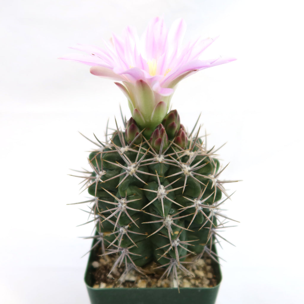 Gymnocalycium horridispinum