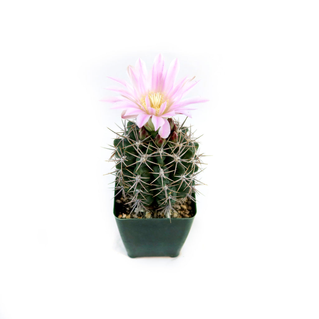 Gymnocalycium horridispinum