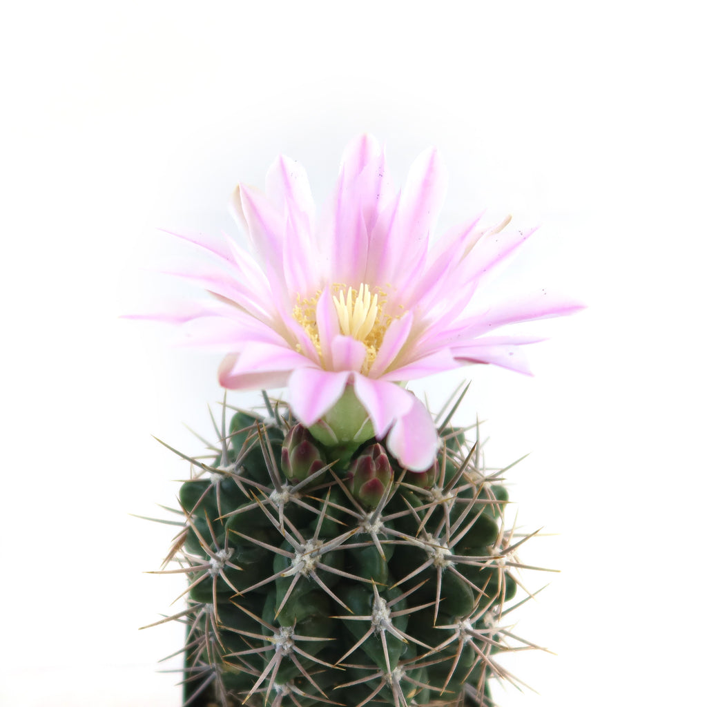Gymnocalycium horridispinum