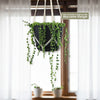 String of Pearls &
