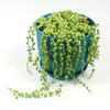 String of Pearls &
