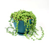 String of Pearls &