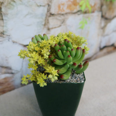 Shop 'Jelly Bean Succulent - Sedum rubrotinctum' Care and Growing Guide