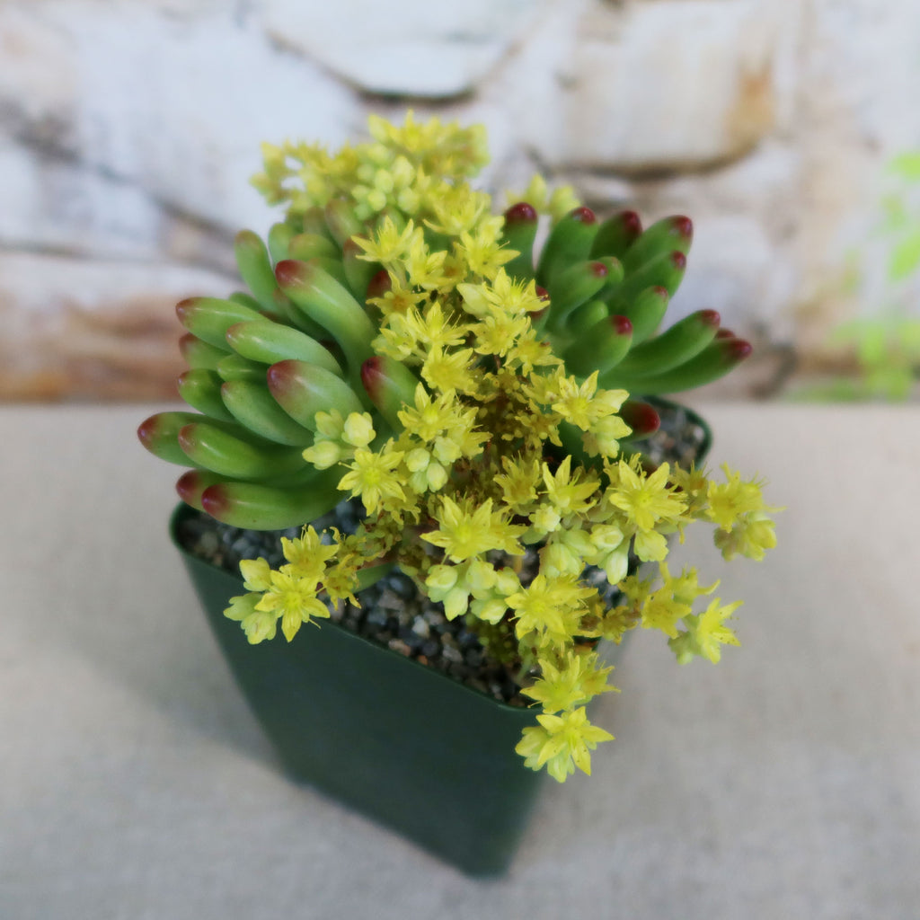 Jelly Bean Succulent 'Sedum rubrotinctum'