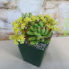 Jelly Bean Succulent &