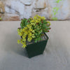 Jelly Bean Succulent &