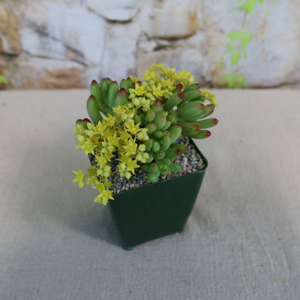 Jelly Bean Succulent 'Sedum rubrotinctum'
