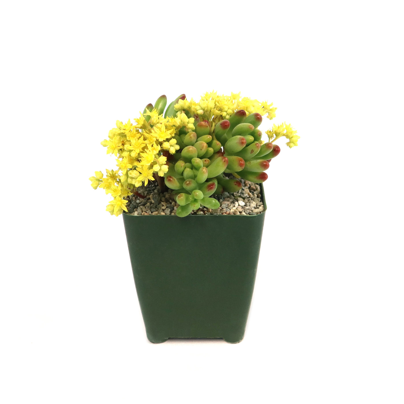 jelly bean succulent flower Shop 'Jelly Bean Succulent - Sedum rubrotinctum' Care and Growing Guide