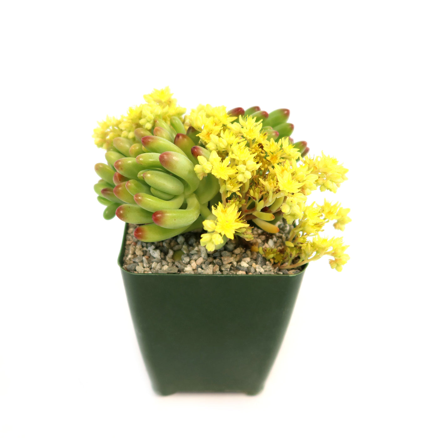 Shop 'Jelly Bean Succulent - Sedum rubrotinctum' Care and Growing Guide