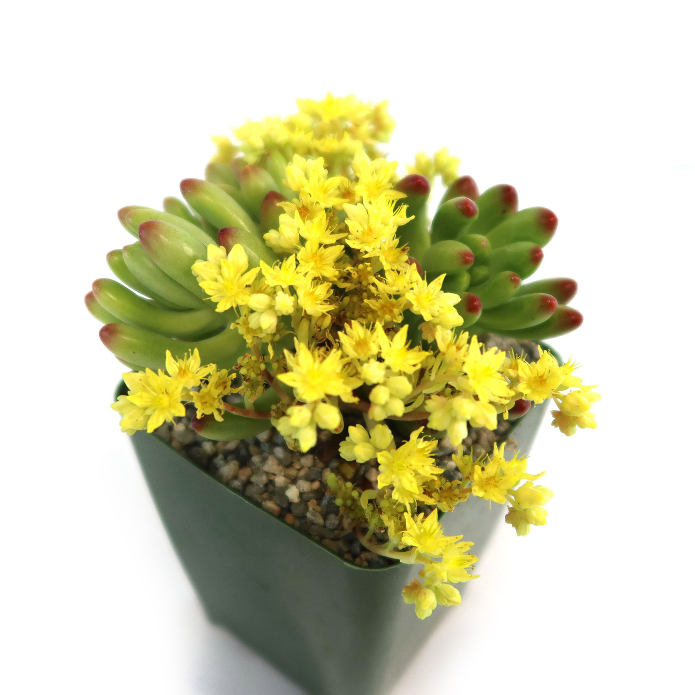 succulent yellow and soft Shop 'Jelly Bean Succulent - Sedum rubrotinctum' Care and Growing Guide