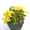 Jelly Bean Succulent &