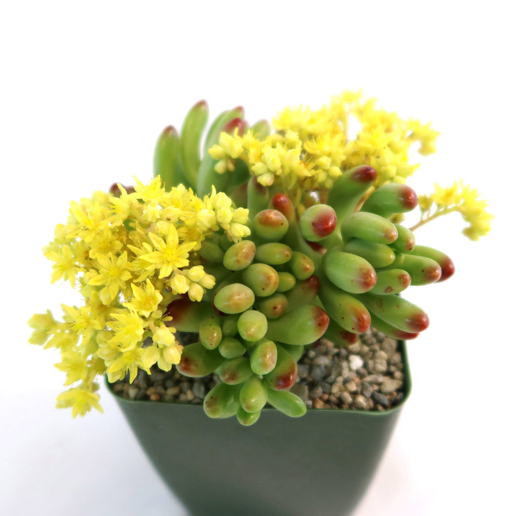 Jelly Bean Succulent 'Sedum rubrotinctum'